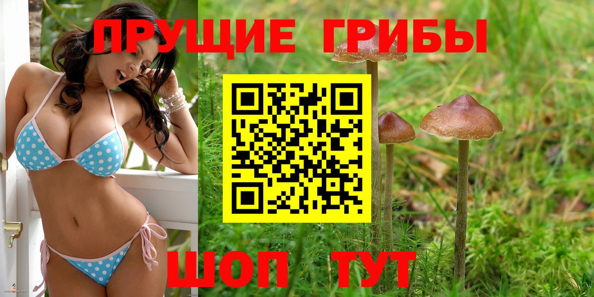 Псилоцибиновые грибы Psilocybine cubensis Долгопрудный